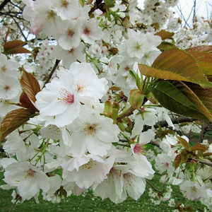 Prunus 'Tai-haku', Japanese Flowering Cherry 'Tai-haku', Cherry 'Tai-haku', Cherry 'Taihaku', Prunus serrulata 'Tai-haku', Great White Cherry, Blossom Tree, Cherry blossom tree, Ornamental Cherry, Spring Flowers, White flowers